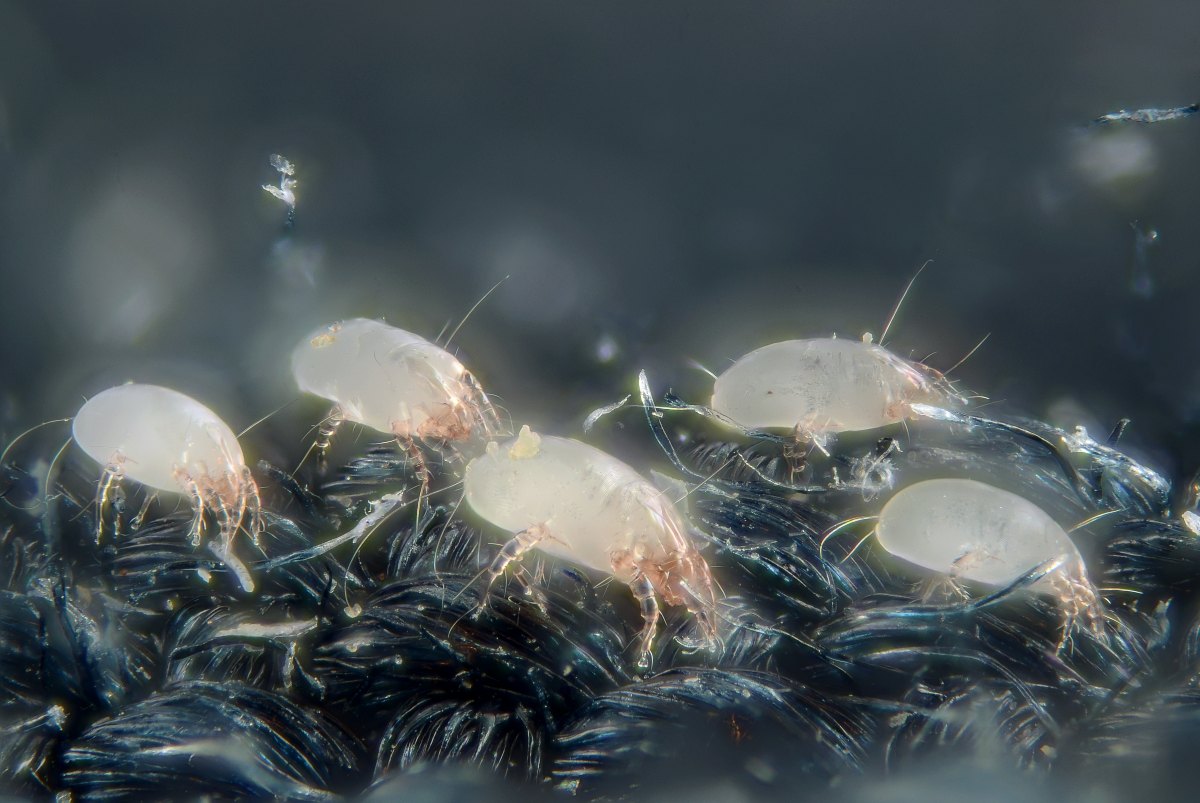 How to Get Rid of Dust Mites - Lawnstarter