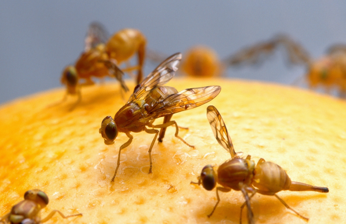 Fruit flies gather on piece of fruit