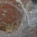 Grass Spiders: Should You get Rid of Them?