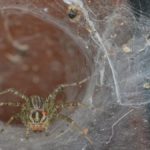 Grass Spiders: Should You Get Rid of Them?