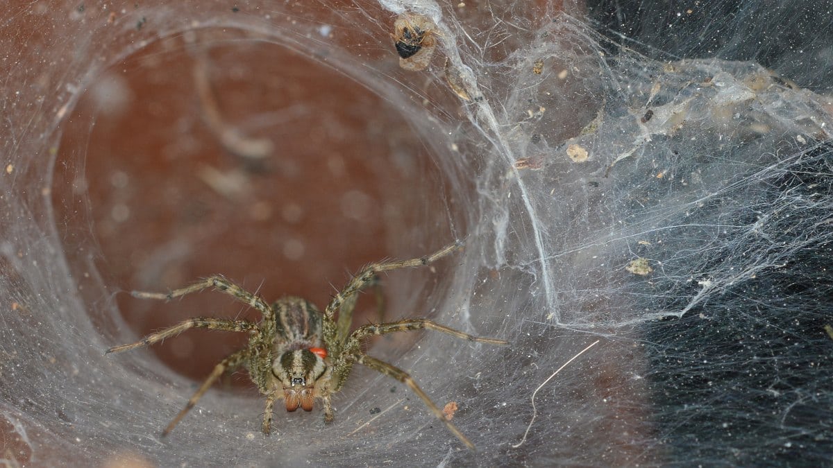 grass spider in web