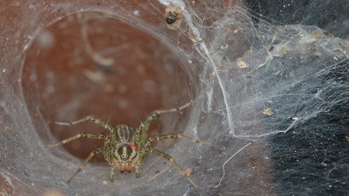 brown recluse nest