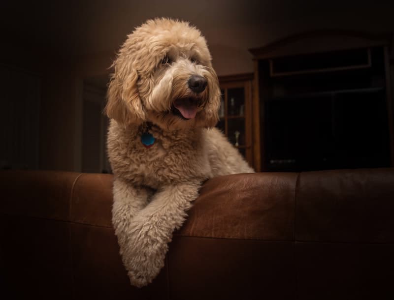 Happy dog