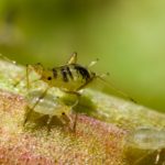 How to Get Rid of Aphids