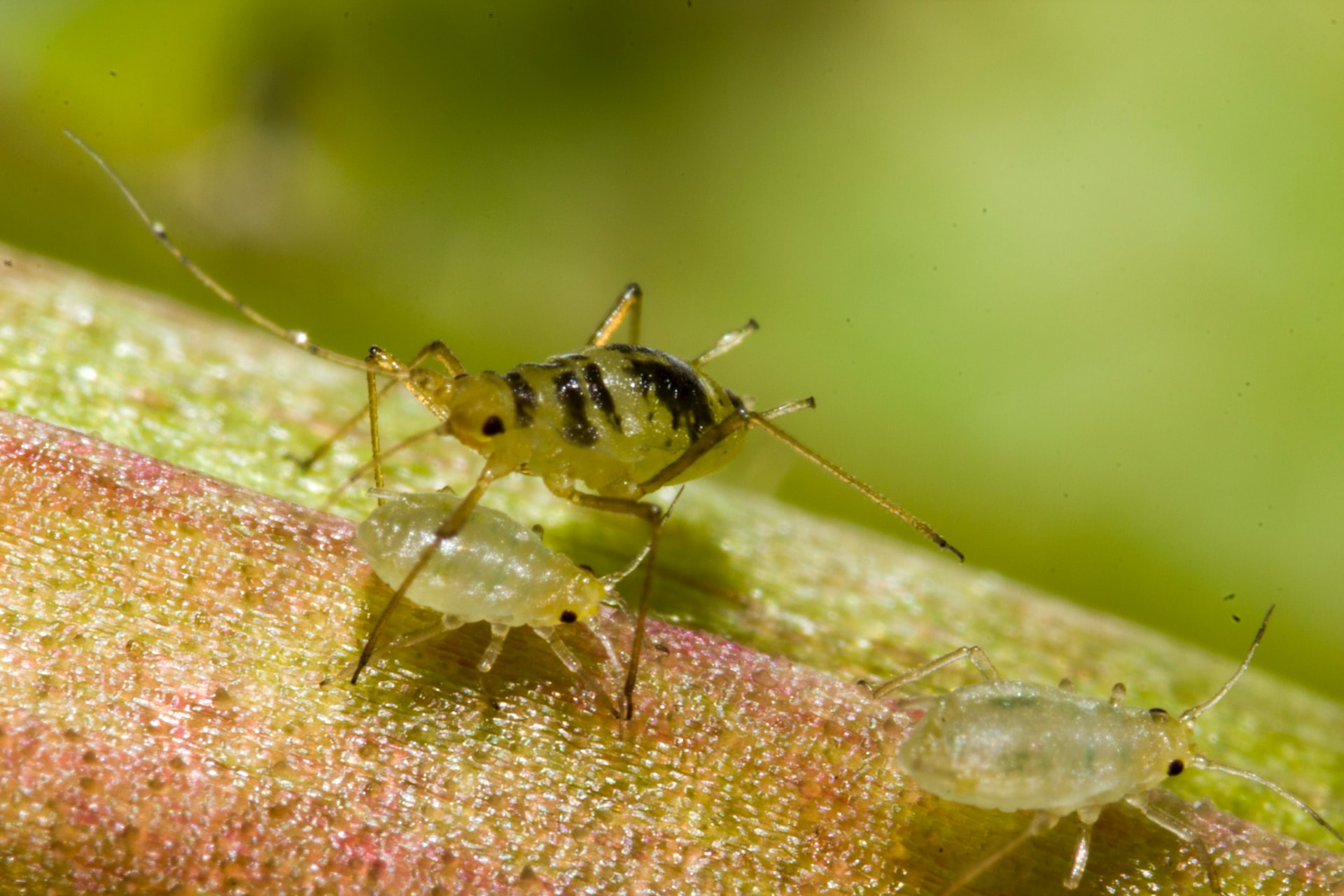 aphid on leaf
