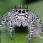 Types of Spiders Found in Homes