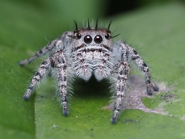 jumping spider