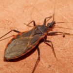 How to Get Rid of Kissing Bugs