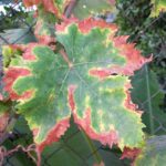 Maple Tree Diseases and How to Treat Them