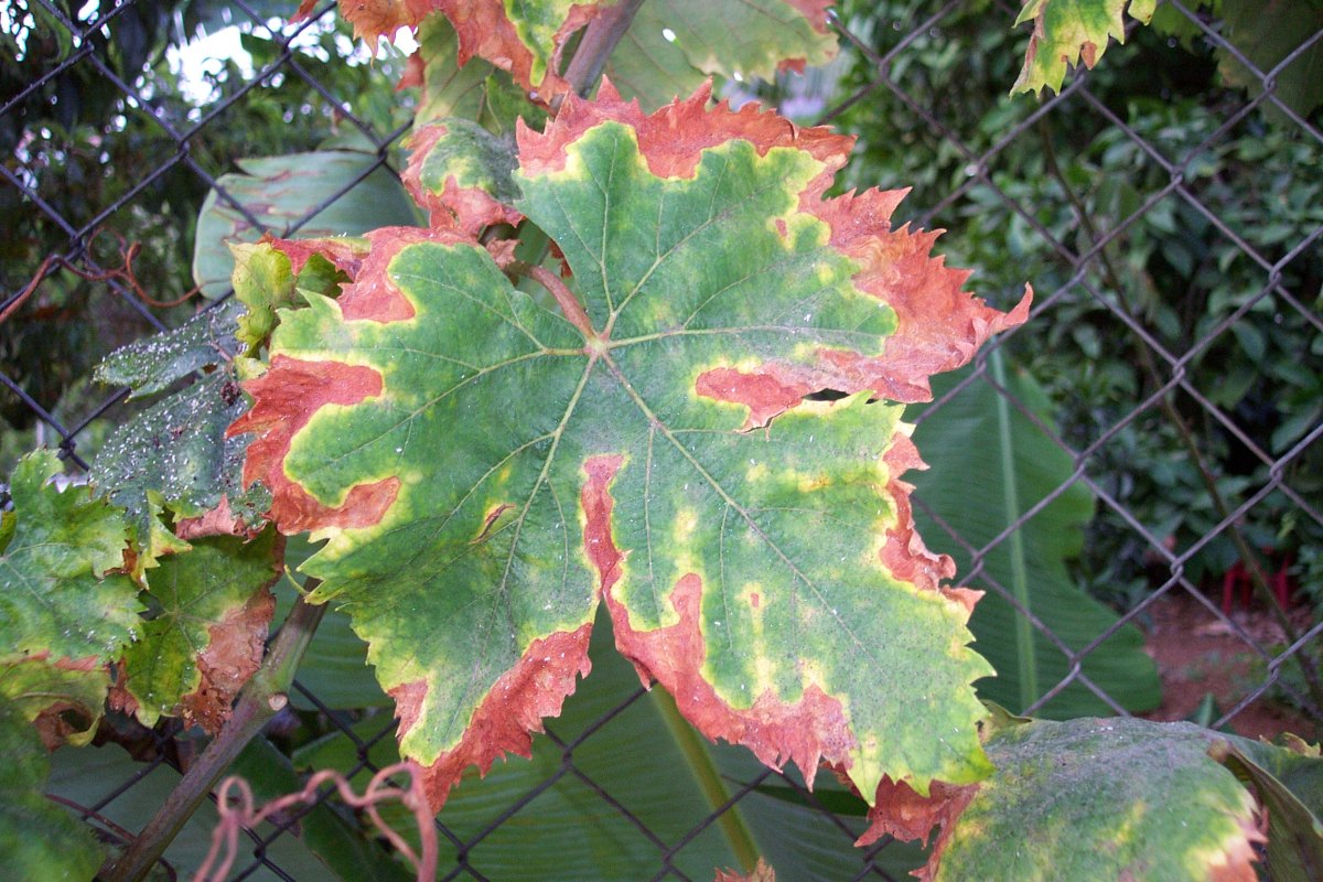 Diseased maple tree leaf