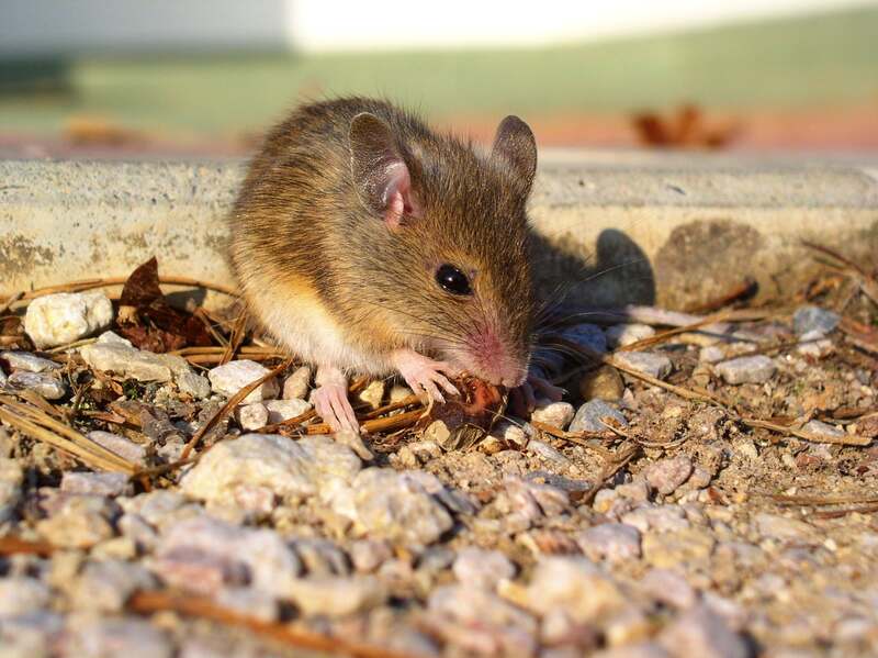 rodent