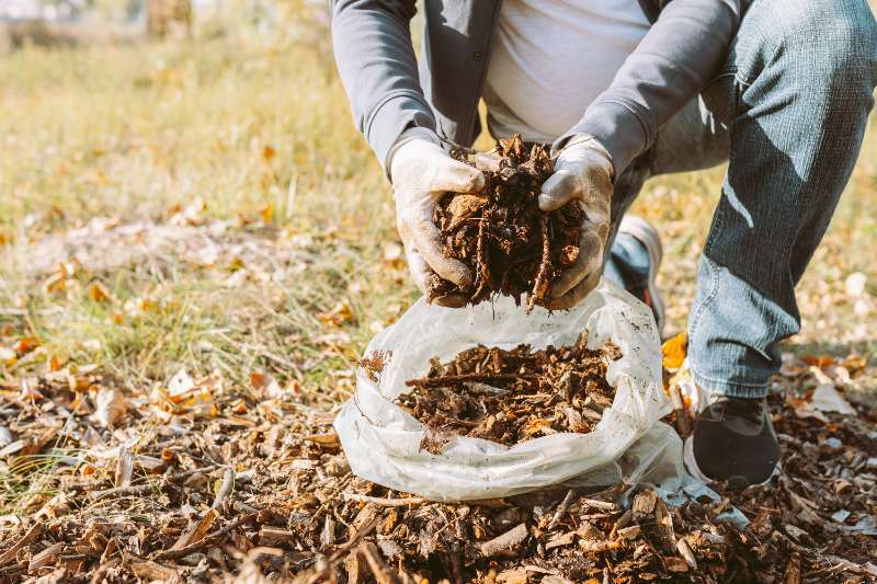A person is mulching plants by spreading autumn leaves from a bag over them in an outdoor setting.