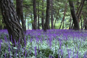 purple ornamental grass field