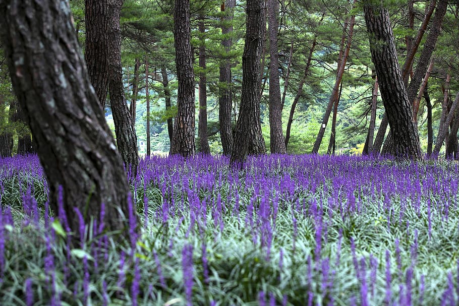 purple ornamental grass field