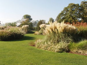 landscape pampas ornamental grass