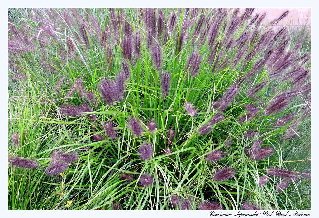 close-up of red head ornamental grass