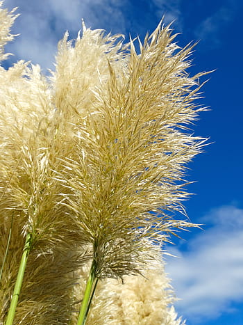 close-up of pampas grass stalk