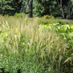 Ornamental Grasses Guide