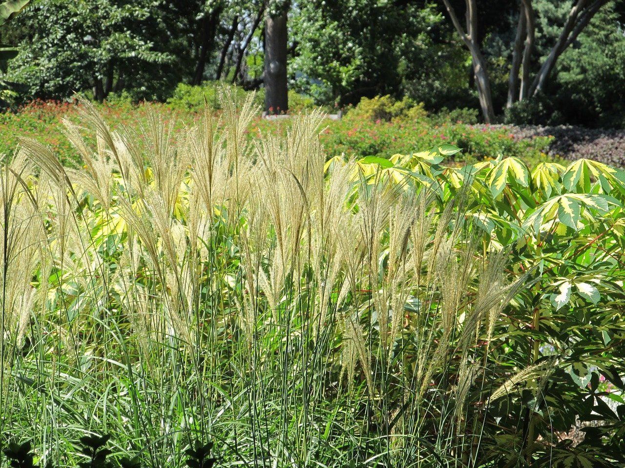 Pampas ornamental grass