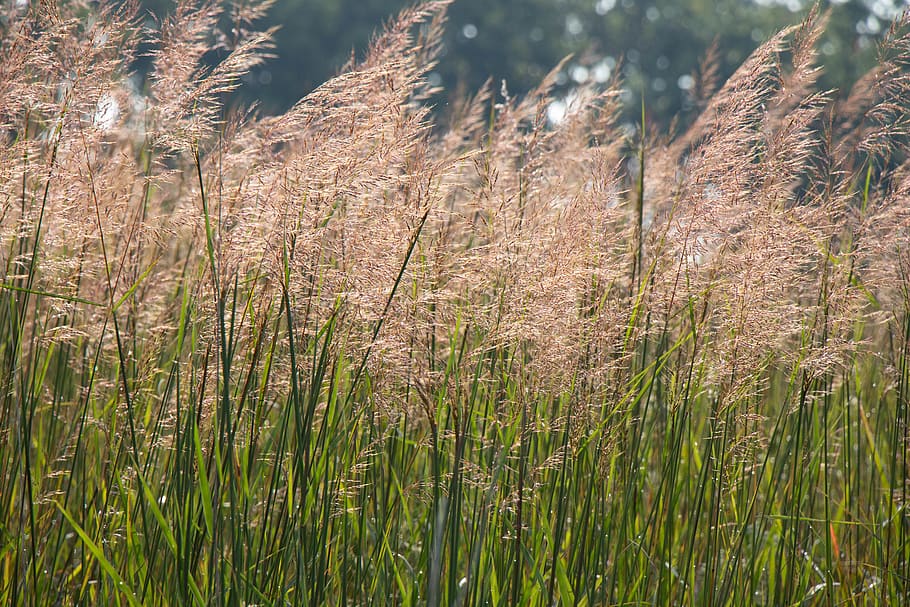 Pink Feather Pampas Grass