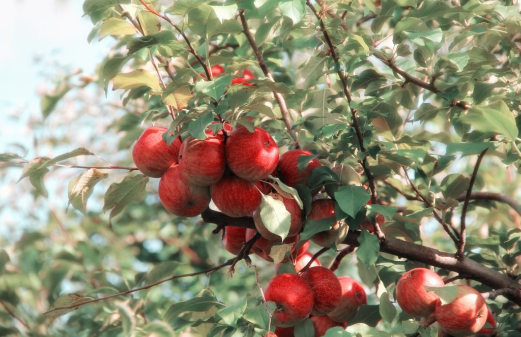 Árbol frutal de tallo rojo con algunas hojas rojas