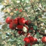 Apple Tree Diseases and How to Treat Them