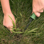 How to Get Rid of Crabgrass in Your Yard