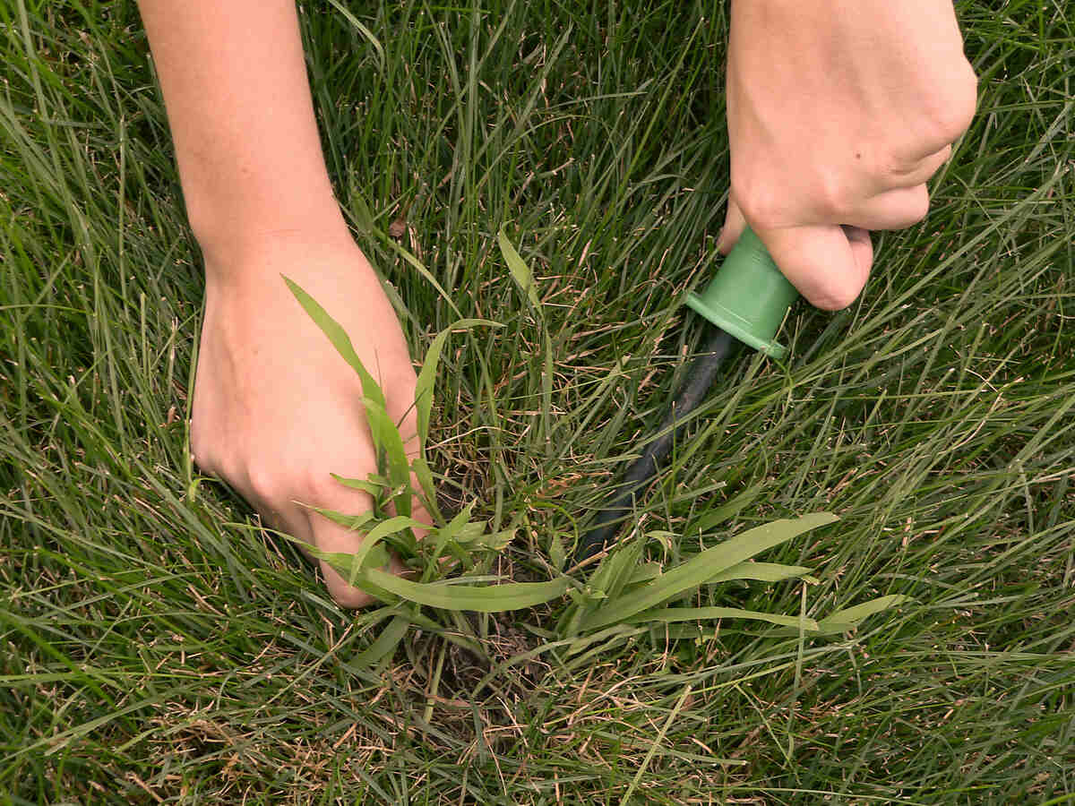 person removing crabgrass in a lawn
