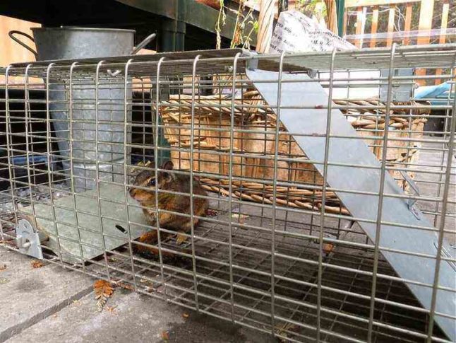 Chipmunk trapped in a wire mesh trap