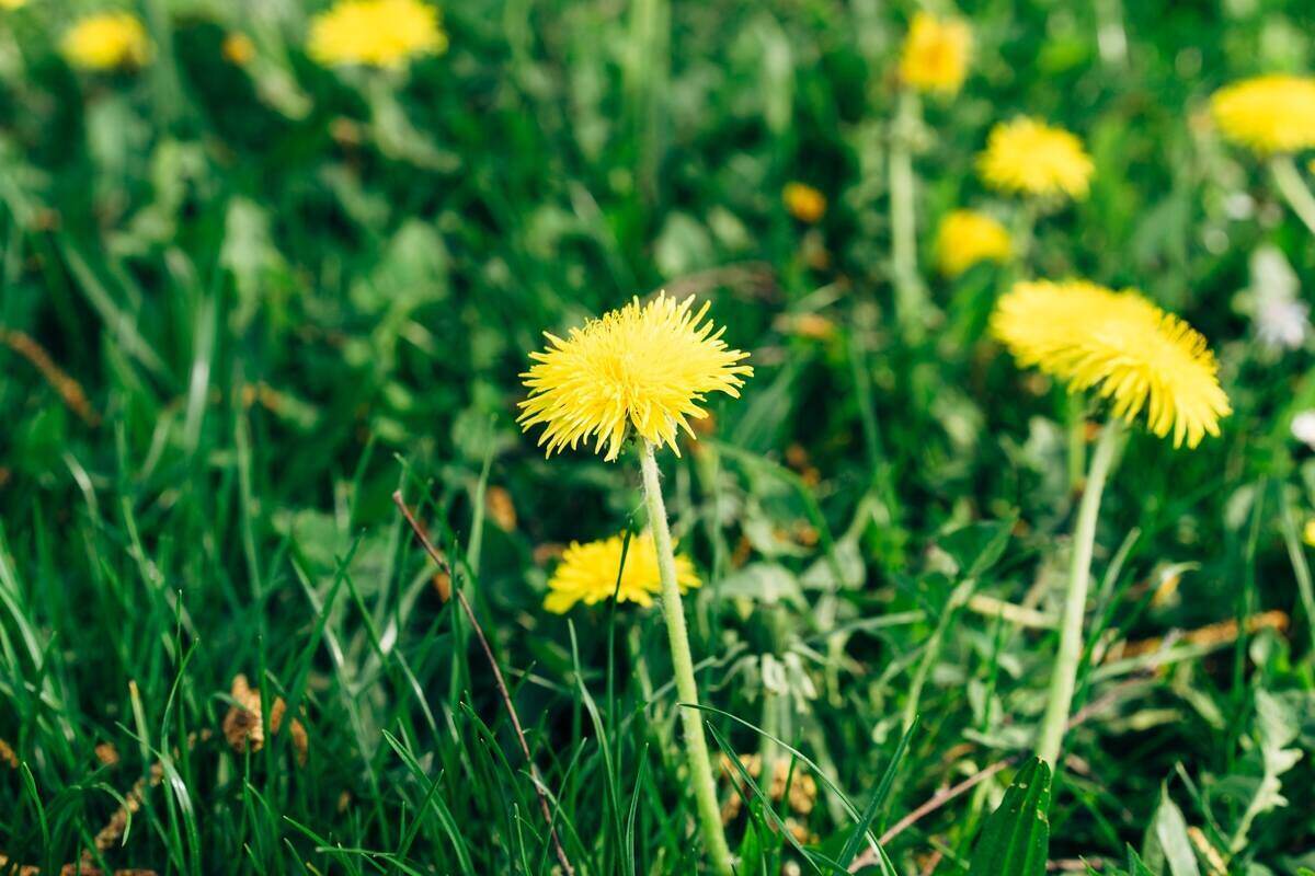 Dandelions growing on a lawn