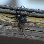 How to Get Rid of Black Widow Spiders