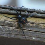 How to Get Rid of Black Widow Spiders