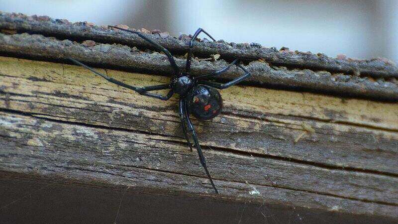 McKinney's Handy Guide To Effective Black Widow Control