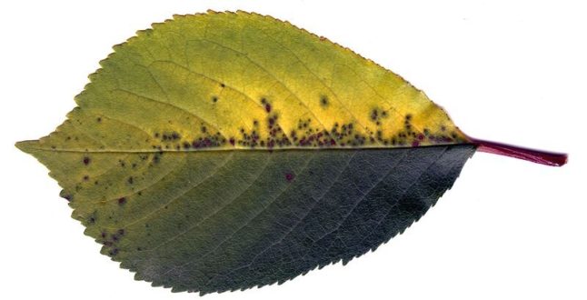 Cherry leaf spot