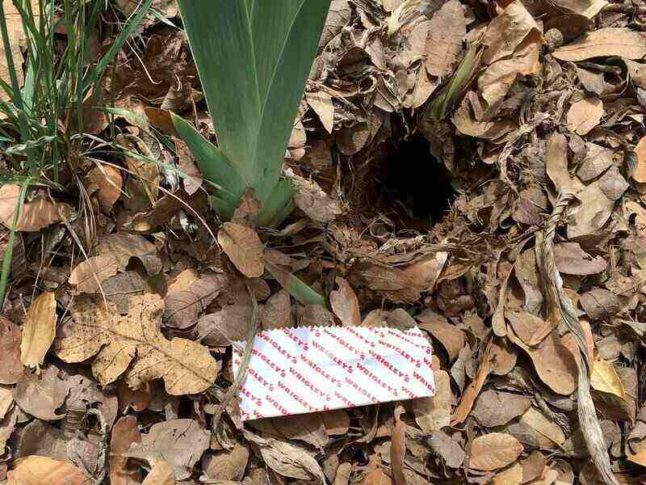 Gopher hole in lawn