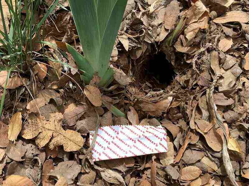 Gopher hole in lawn