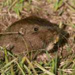 How to Get Rid of Gophers