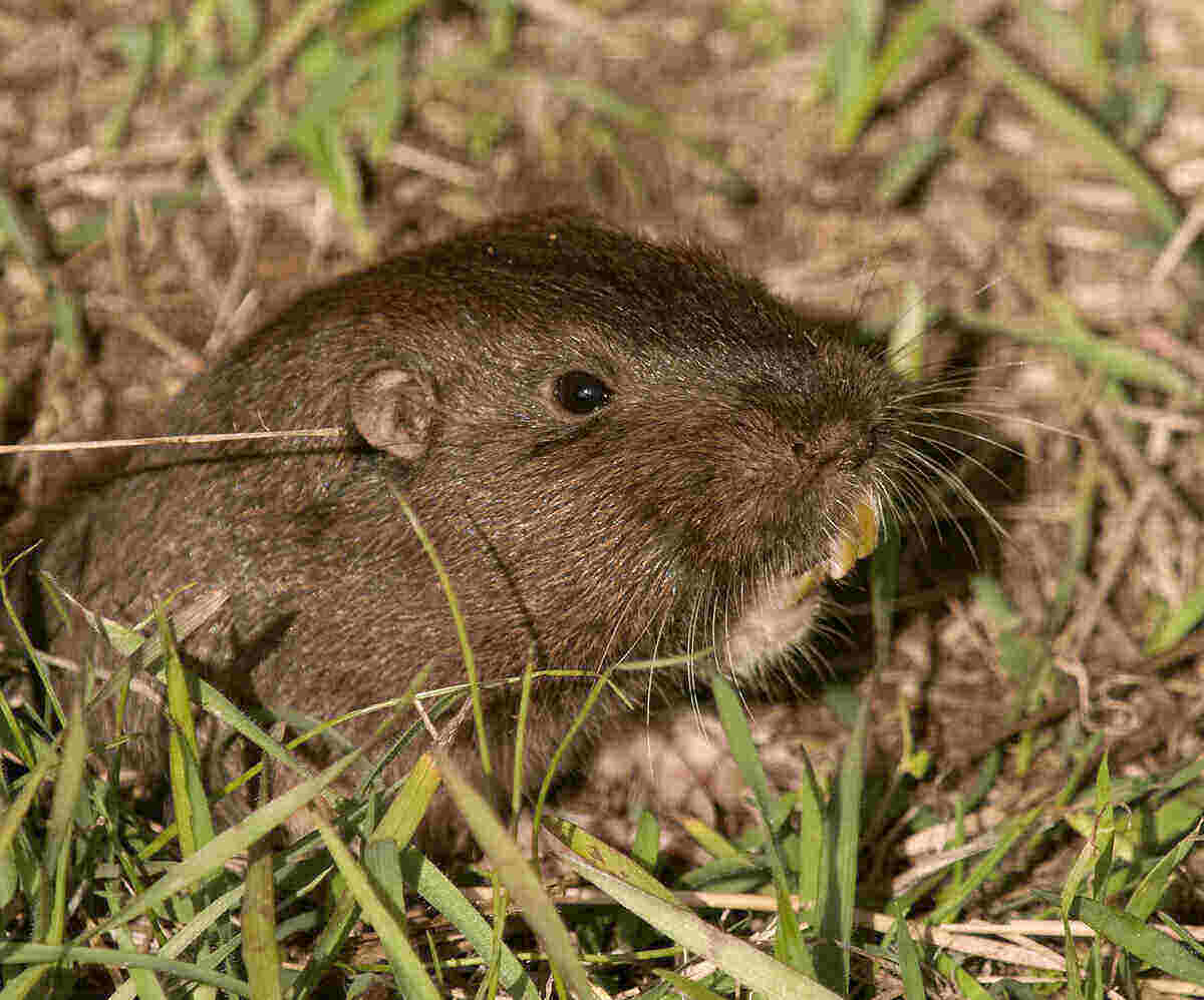 How To Get Rid Of Gophers Lawnstarter