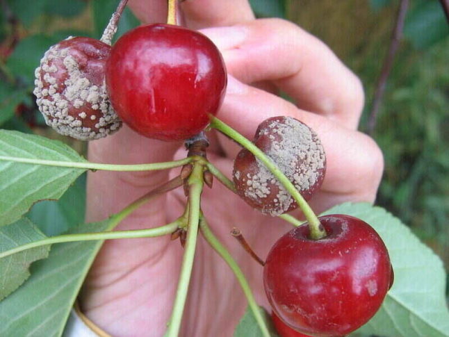 Brown rot on cherry