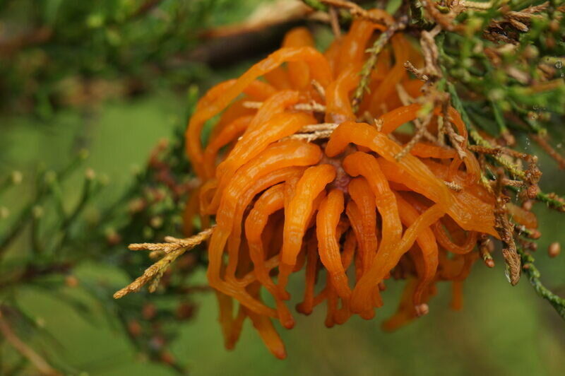 Cedar apple rust