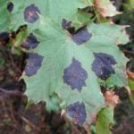 Maple Tree Diseases and How to Treat Them