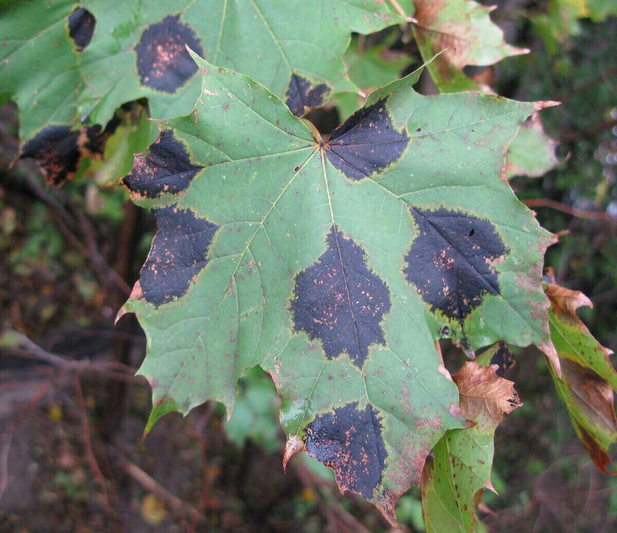 I found a pure white branch of leaves on a big leaf maple! : r/plants