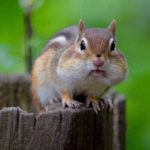 How to Get Rid of Chipmunks