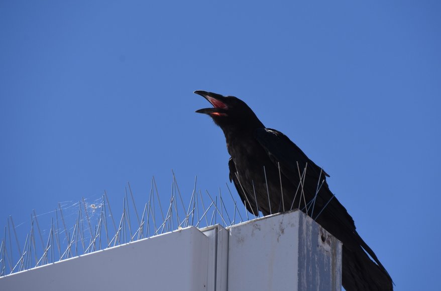 Spiked surfaces deter crows.