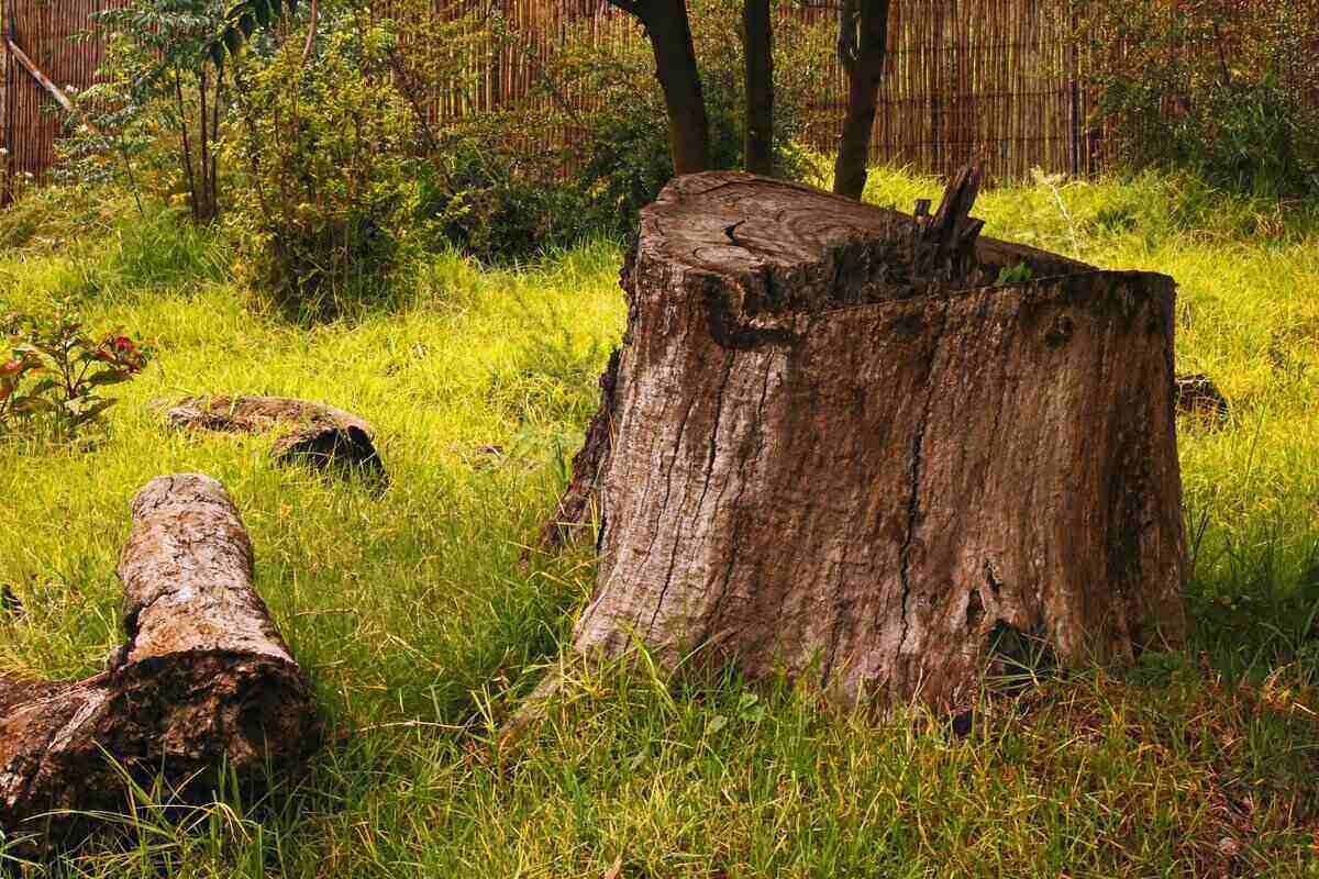 Cut off Tree stump