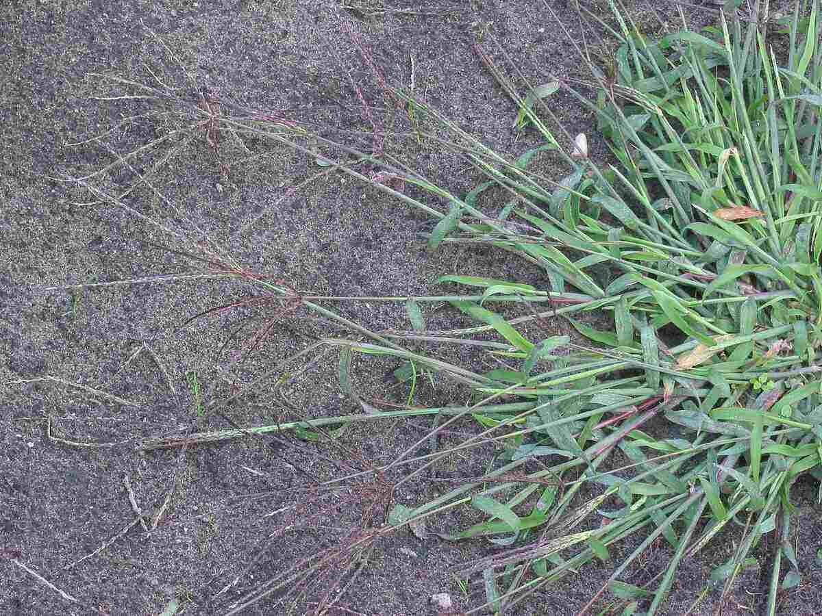 Crabgrass spreads out to take over your yard.
