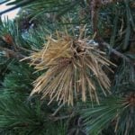 Pine Tree Diseases and How to Treat Them