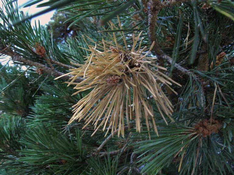 Pine tree branch showing brown, dying needles caused by Diplodia pinea fungal disease among healthy green needles.