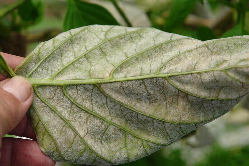 Powdery Mildew