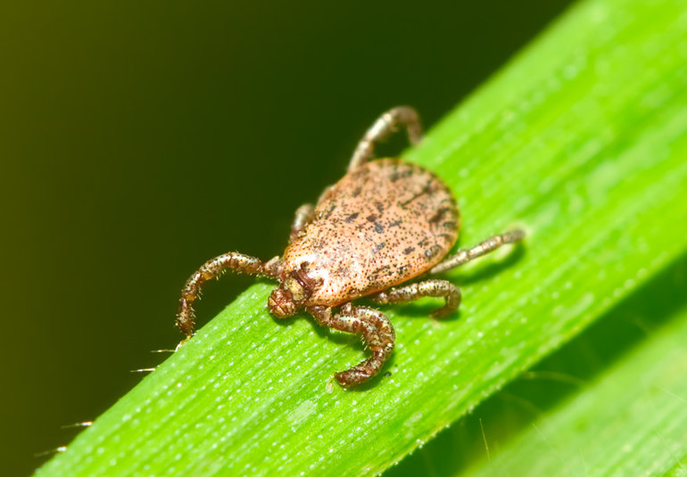 pacific-coast-tick